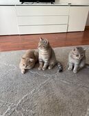 3 süße Katzenbabys abzugeben – 4 Monate alt (2x männlich, 1x weiblich) 🐾 in 67292