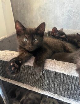 Ekh heilige Birma mix kitten - Siegen (Universitätsstadt)