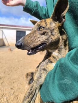 Toller Silverio sucht Greyhound-Fans - Berlin