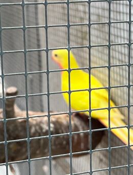 Gebe 2,0 Princess of Wales ab - Ochtrup
