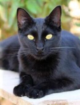 Kämpferin Merle sucht Kuschelplatz - Walluf