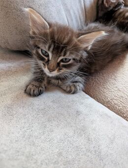 Katzen Jungtiere - Westoverledingen