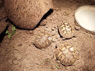 Griechische Landschildkröten - Wrist