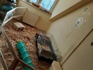 Zwei liebe Zwergkaninchen abzugeben mit Zubehör - Kassel