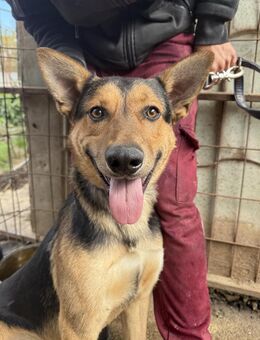 Jankó - aktiver Junghund sucht Zuhause - Köln