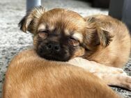 "Boomer" goldiger Chihuahua Welpe vom Hundetrainer mit Ausbildung und Zubehör! - Prichsenstadt