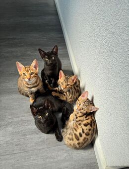 Bengal Kitten suchen ein zuhause - Bad Breisig Zentrum