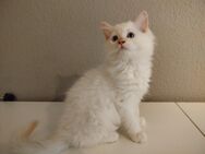 Britisch Kurzhaar - Ragdoll Mix Kitten - Magdeburg