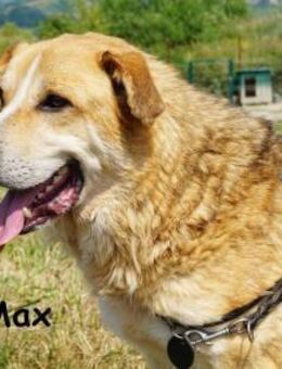 Max Der Anführer mit dem Herz ... - Kissing