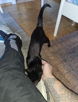 Wunderschöne pechschwarze Katze mit weißem Latz ❤️❤️❤️ - Südlohn