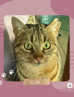 Katze Stina wartet auf Eure Zuschriften - Lalendorf