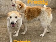 Freddy & Frieda-freundlich, interessiert - Westerholt