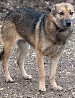 Tara, Hündin kastriert, ca. 4,5 Jahre - Wegberg