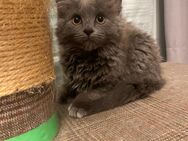 Unsere Mainecoon Karthäuser Mix Kitten suchen neues zu Hause - Norken