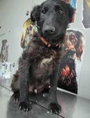 Der liebe Kai sucht ein zu Hause in 54636