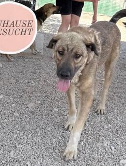 MUFASA sucht seine Menschen ❤️ - Saarbrücken