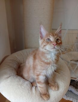 Maine coon mit Stammbaum - Hemau