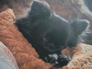 Chihuahua Hündin reinrassig 6 Jahre - Nideggen