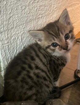Süße, verspielte Kitten suchen ein liebevolles Zuhause 🐾 - Freudenberg (Nordrhein-Westfalen)