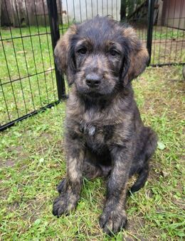 Labradoodle Hovawart-mix Welpen zu verkaufen - Satow