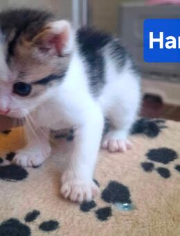 🐱Katzenbabys 3 Wochen 🐱 - Saarbrücken