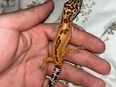 Leopardgecko Weibchen zu verkaufen in 45663