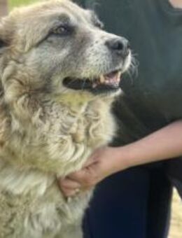 Möchtest du Shelby dein Herz schenken? - München
