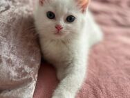 BKH Kitten abzugeben - Duisburg