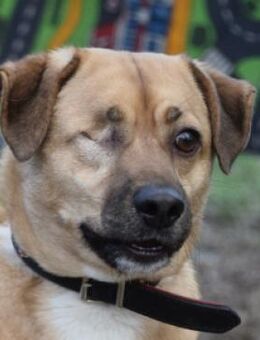 Popeye - charmant & liebenswert - Lohmar