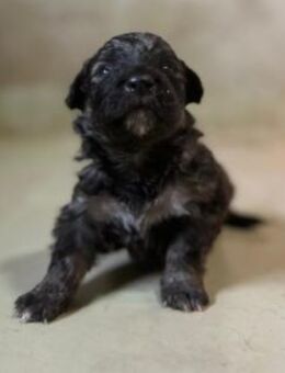 Zauberhafter Welpe 24 B - Kallmünz