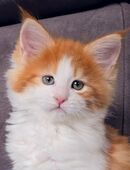 Maine Coon Kitten / Katze in Red Tabby White in 27628
