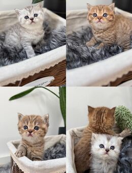 BKH und BLH Kitten in Chocolate Tabby, Silver Tabby und Silver shaded - Köthen (Anhalt)