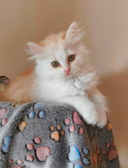Perserkitten, Kätzchen, Katerchen - Osterhofen