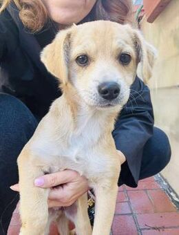 Lisa kleines Herzensmädchen - Kassel