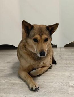 Lissy❤️sucht Pflege- oder Endstelle - Rott (Inn)