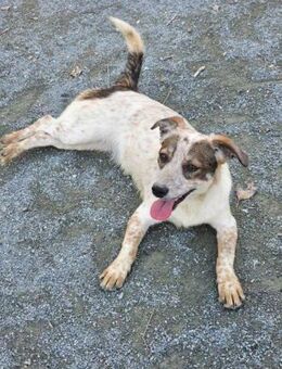 Patricia- Heimat gesucht - Nürnberg