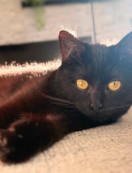 2 kitten suchen ab sofort neues zuhause! - Höxter