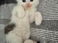 Baby Kitten !!! - Tauberbischofsheim