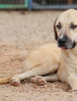 Maverick mag es ruhig und entspannt🐾 - München