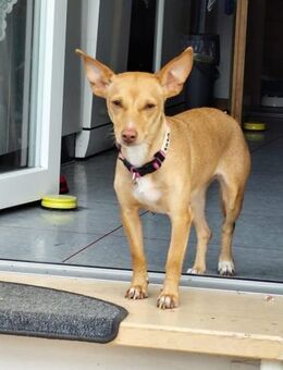Lola wartet auf ihr Zuhause - Duisburg