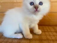 Heilige Birma Kitten mit Stammbaum ÜBERGABE 21-22 Juni 2025 - Vechelde