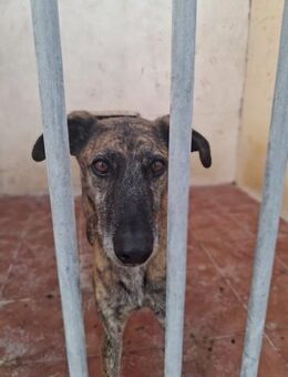 Jose wartet seid Frühjahr 2023 - Wöllstadt