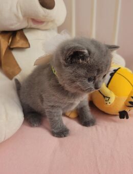 Reinrassige BKH-Kitten - Beltheim