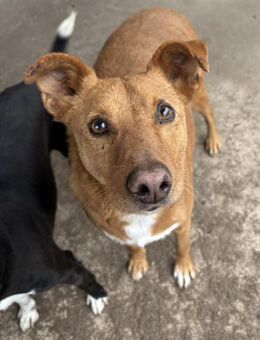 VITOR HAT EINE CHANCE VERDIENT! - Mönchengladbach