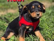 Rubi sucht eine Familie - Linden (Hessen)
