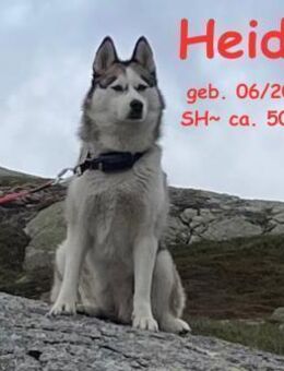 Heidy sucht ein neues Zuhause - Rinteln