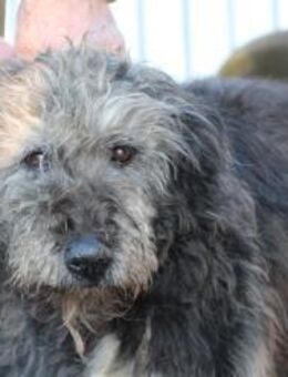 Nevado - hübscher Wuschelrüde - Lohra