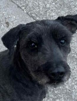 Kormi - liebenswert & aufmerksam - Lohmar