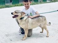 Absolut sozialer kluger ANDY sucht ♥️ - München