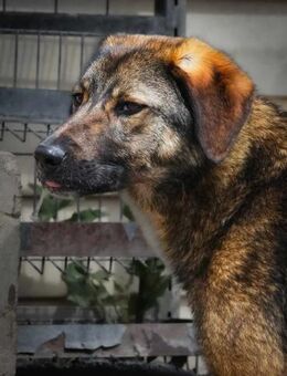 🤎 BRUNO 2 🤎 - FAMILIE GESUCHT! - Alfeld (Leine)